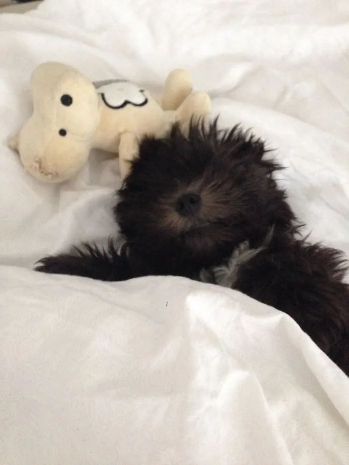 50 Sleepy Dogs Who're Definitely Not Letting You Sleep In Your Bed Tonight