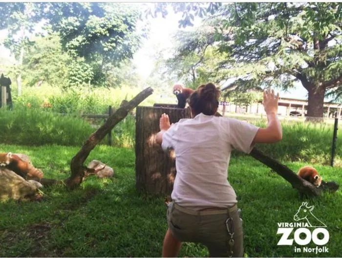Hilarious Zookeepers Recreate Jurassic World Scene With Animals