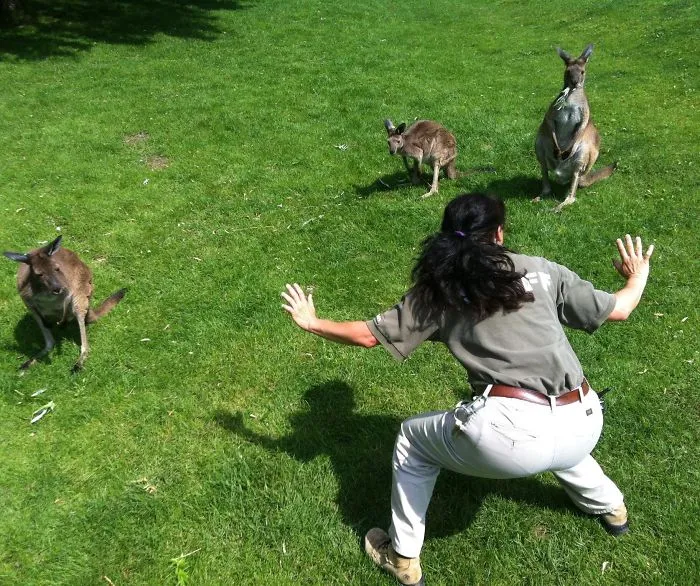Hilarious Zookeepers Recreate Jurassic World Scene With Animals