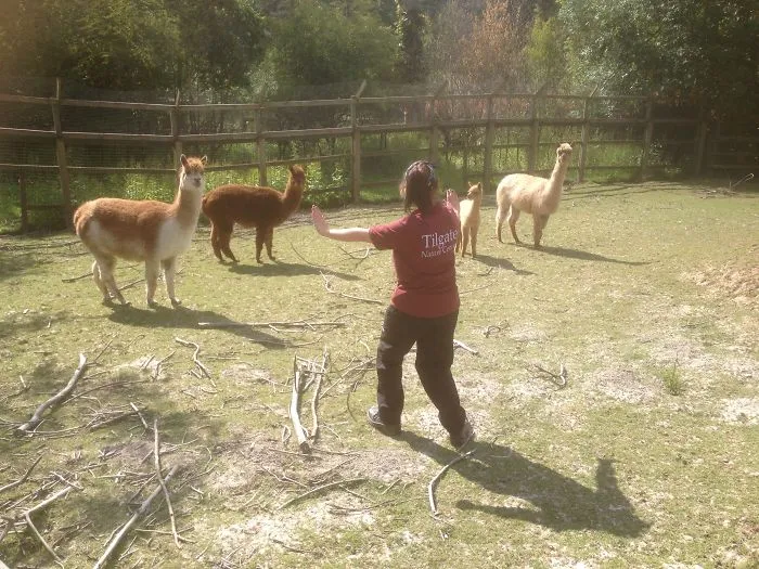 Hilarious Zookeepers Recreate Jurassic World Scene With Animals