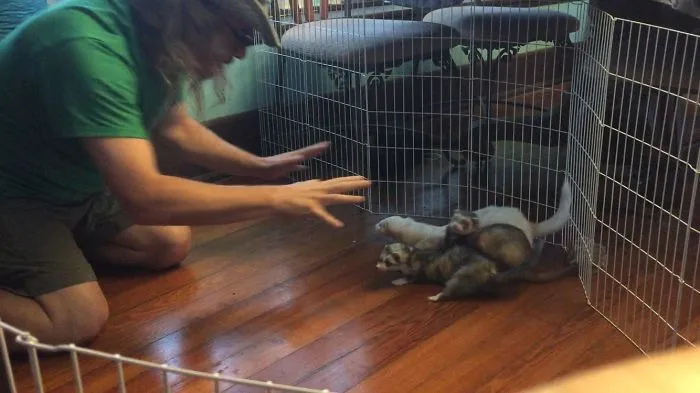 Hilarious Zookeepers Recreate Jurassic World Scene With Animals