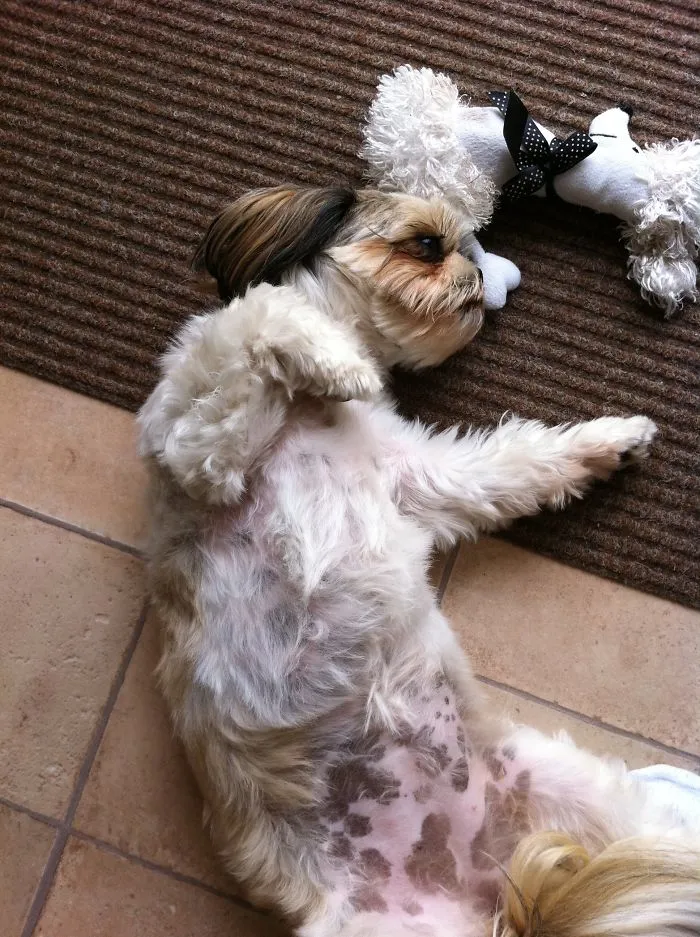 Kung Fu Doggy
