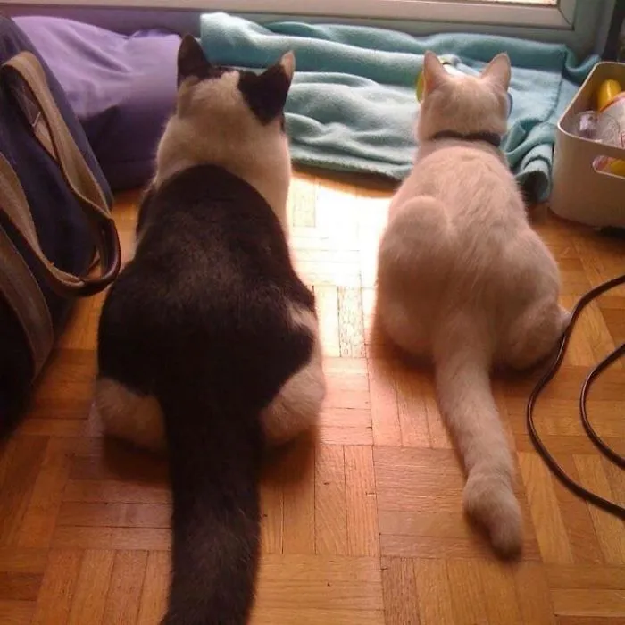 Did You See What I M Looking Too?!