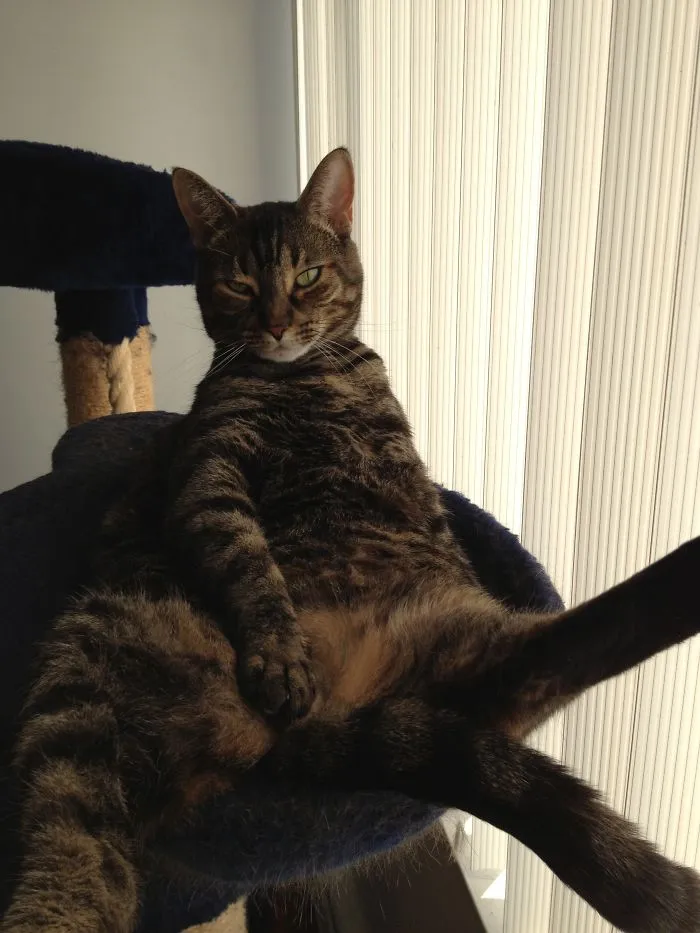 Porn Star Kitty