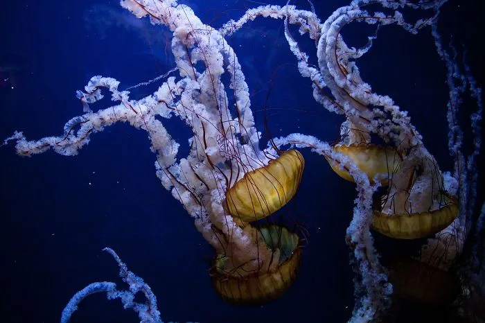 Jellyfish