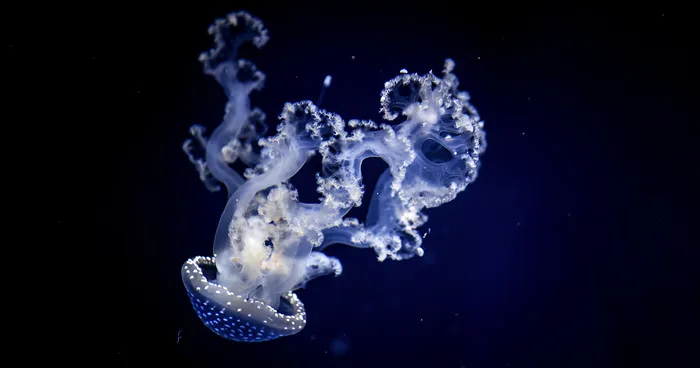 Post Your Favourite Jellyfish Photos!