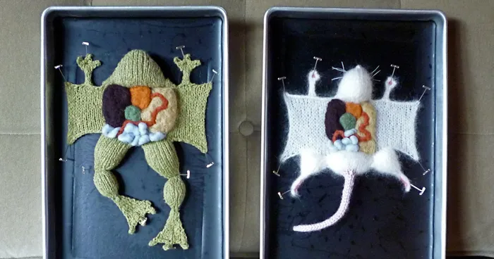 Learn Anatomy From Dissected Knit Creatures By Emily Stoneking