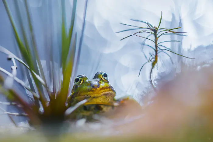The Edible Frog (aka Common European Frog, Green Frog)