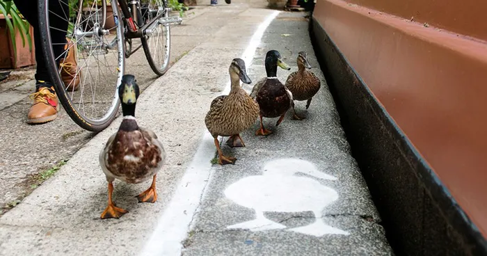 Ducks Get Their Own 'Duck Lanes'  Near the Canal Walkways in London