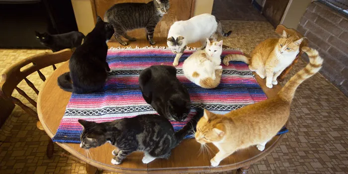 The World's Largest No-Kill Cat Sanctuary Has Saved Over 24000 Furballs