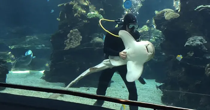 This Shark Looks Like A Dog Enjoying A Belly Rub
