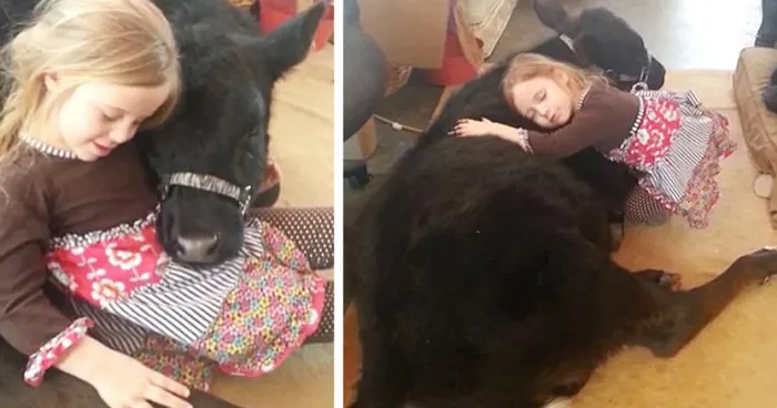 This 5-Year-Old Girl Sneaked A Baby Cow Into Her Home To Cuddle With It