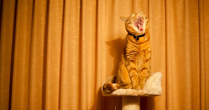 Meet Luccie: My Yawning And Stalking Cat
