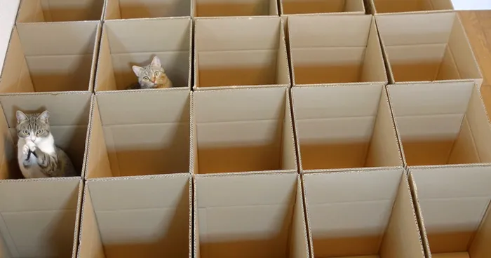 9 Cats Enjoy Cardboard Maze Their Human Servant Made For Them
