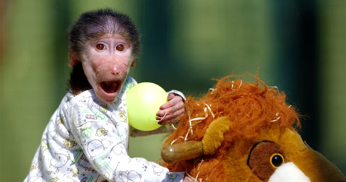 Cute Baby Monkey From Skopje Zoo Gets Treated Like A Child