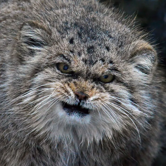 The Manul Cat Is The Most Expressive Cat In The World