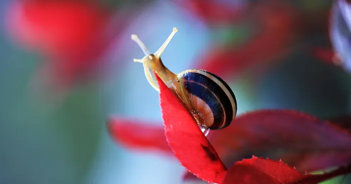 When I Bought A Macro Lens, I've Discovered A Whole New World - Snails Look Nice And Spiders Are Cute