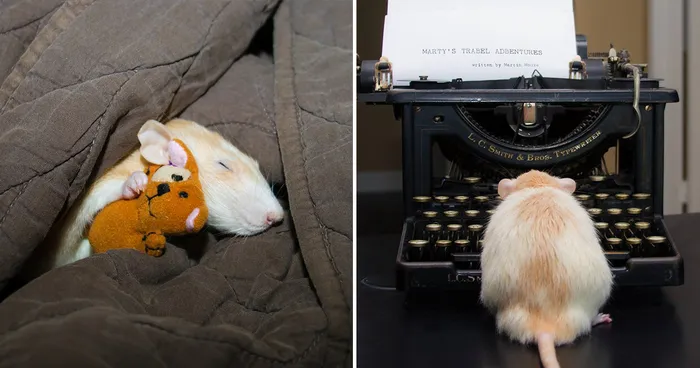 The Adorable Adventures Of Marty Mouse