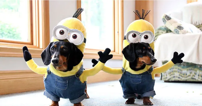 Wiener Dog Minions Look Ridiculously Awesome In These DIY Costumes