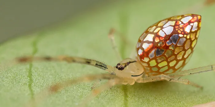 These Spiders Look Like They're Covered In Mirrors