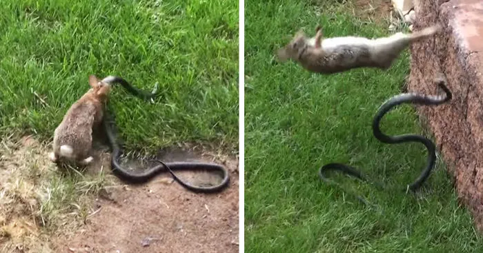 Mother Rabbit Fights Big Black Snake To Protect Its Baby Bunnies