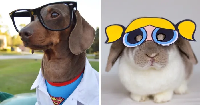 Cute Pets Turned Into Superheroes To Celebrate The Avengers Age Of Ultron Release