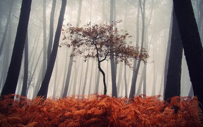 Mystical Spanish Forests Captured In Enchanting Photos By Guillermo Carballa