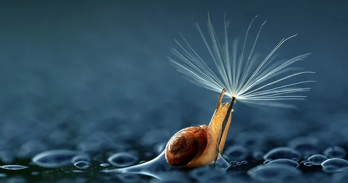 23 Animals With Natural Umbrellas