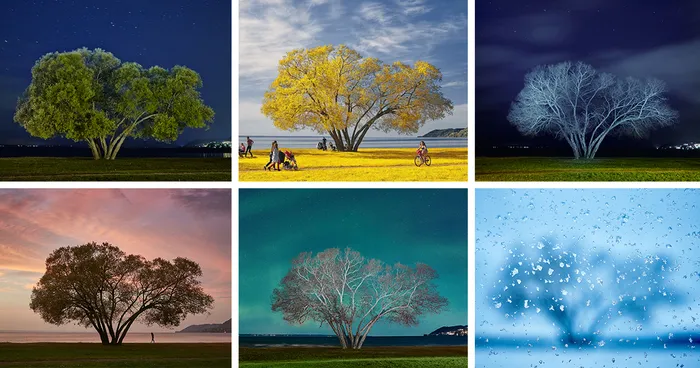 I Document A Solitary Broccoli Tree Throughout The Seasons And Capture Stories That Unfold Around It