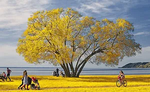 I Document A Solitary Broccoli Tree Throughout The Seasons And Capture Stories That Unfold Around It