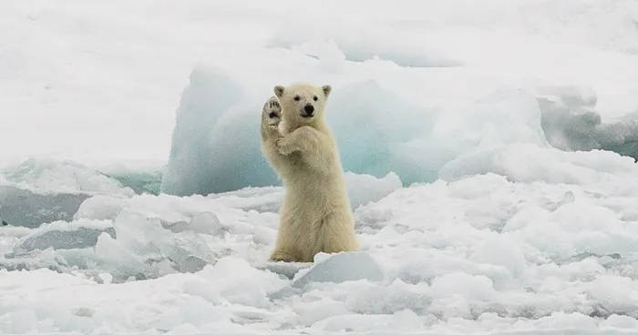 21 Of The Best Nature Photo Entries To The 2014 National Geographic Photo Contest