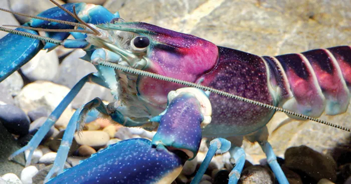 New 'Galaxy' Crayfish Discovered In Indonesia Has A Nebula On Its Shell