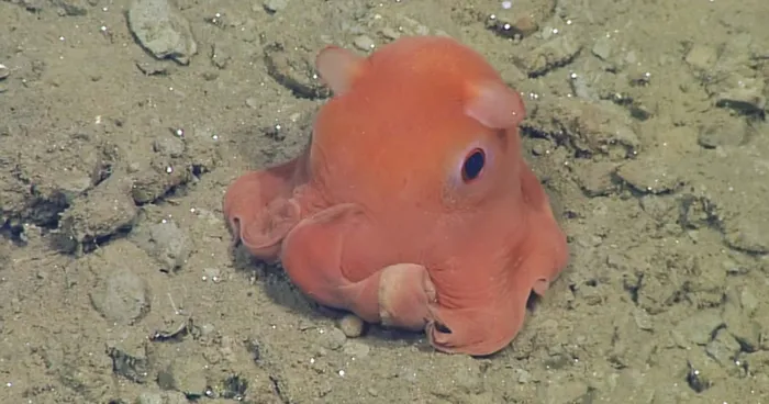 This Octopus Is So Adorable That Scientists Might Name It 'Adorabilis'