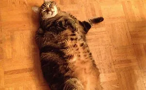 120 Of The Oldest Cats Adopted By People With The Biggest Hearts