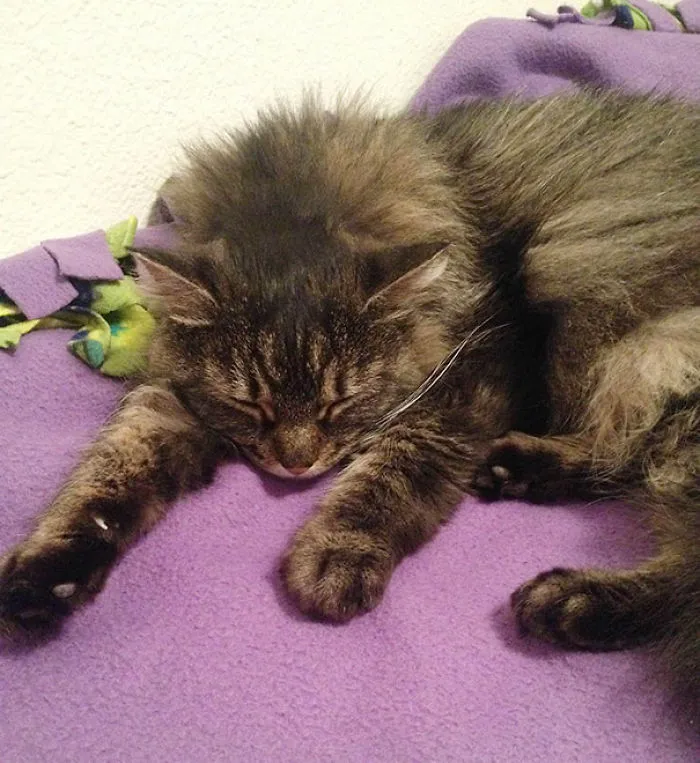 8 Year Old Cat I Adopted Today. She Won't Leave My Side