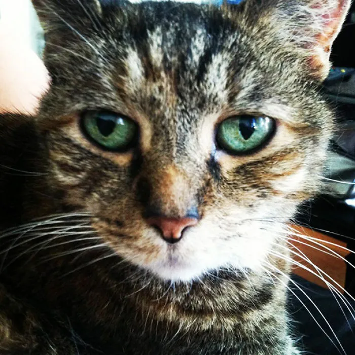 This Is Bailey, My Recently Adopted 14 Year Old Cat