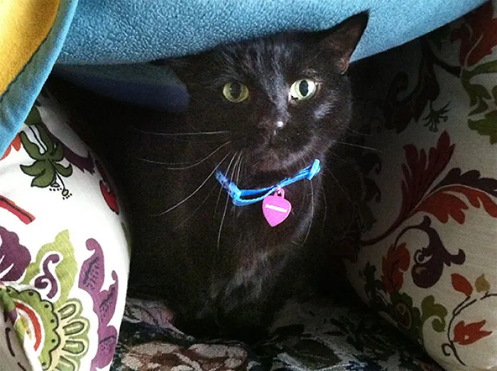 1 Week Ago I Adopted An 11 Year Old Cat From A Rescue Center