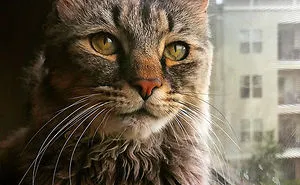 120 Of The Oldest Cats Adopted By People With The Biggest Hearts