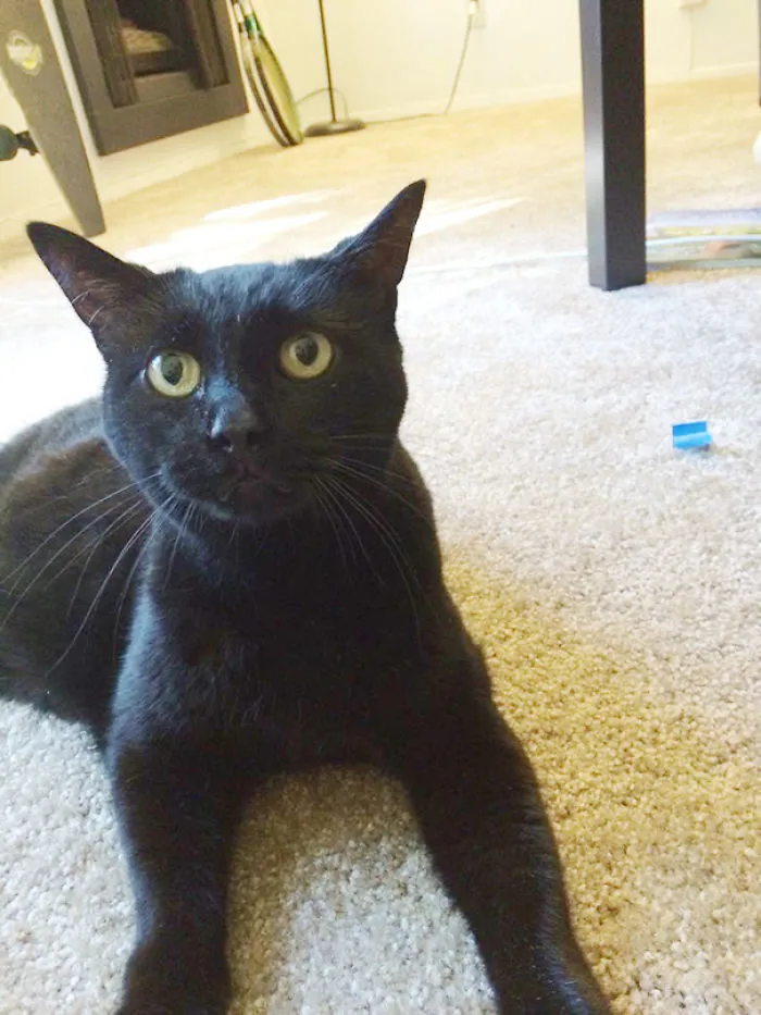 Adopted An 8 Year Old Cat Today His Name Is Jasper  A.k.a. Mr. Handsome