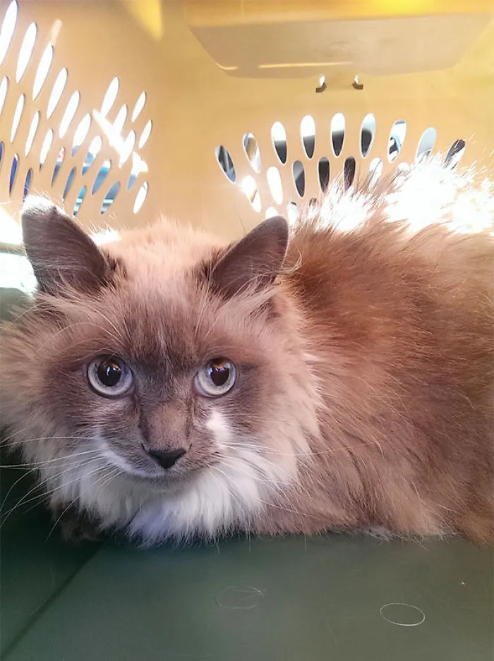 My Sister Adopted A 6 Year Old Cat Today. Meet Barnaby