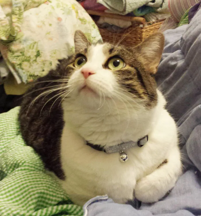 Just Adopted This Beautiful 8 Year Old Girl This Past Monday