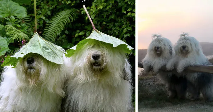 Extremely Photogenic Sheepdog Sisters That Love To Do Everything Together
