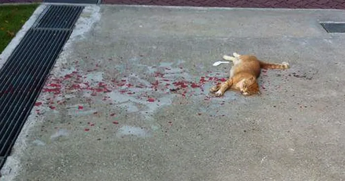 Everyone Ignored This Cat, But This Guy Decided To Rescue It
