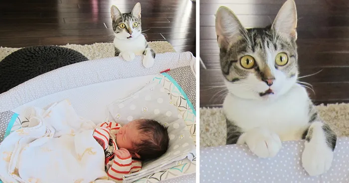 Couple Forgot To Tell Their Cat They'd Just Had A Baby