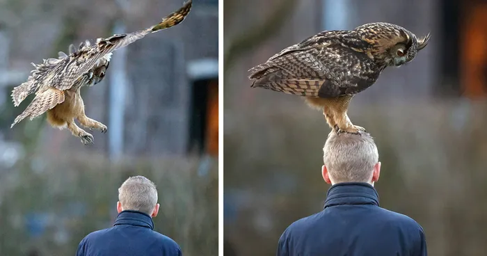 Meet The Dutch Owl Who Loves To Land On People's Heads