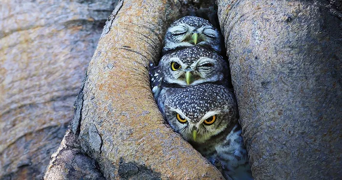 Adorable Owl Photos Captured By Thai Photographer Sasi