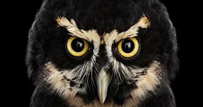 Keepers Of Wisdom: I Explore The Mystical Beauty Of Owls