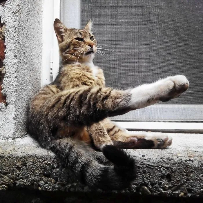 Just Posing
