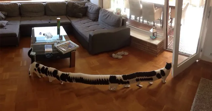 CAT-erpillar: Guy Was Taking Panoramic Photo When His Cat Decided To Walk Through