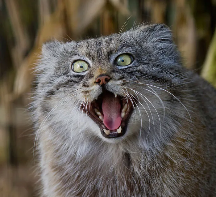 The Manul Cat Is The Most Expressive Cat In The World
